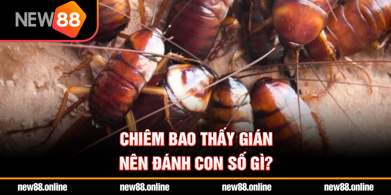 Chiêm bao thấy gián nên đánh con số gì?