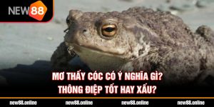 Mơ thấy cóc có ý nghĩa gì? Thông điệp tốt hay xấu?