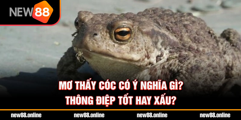 Mơ thấy cóc có ý nghĩa gì? Thông điệp tốt hay xấu?