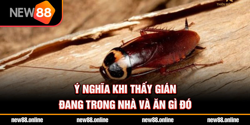 Ý nghĩa khi thấy gián đang trong nhà và ăn gì đó